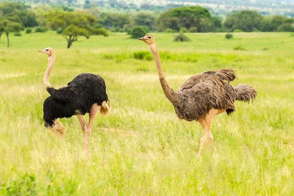 Africa-Tanzania-Tarangire National Park Ostrich male and female close-up